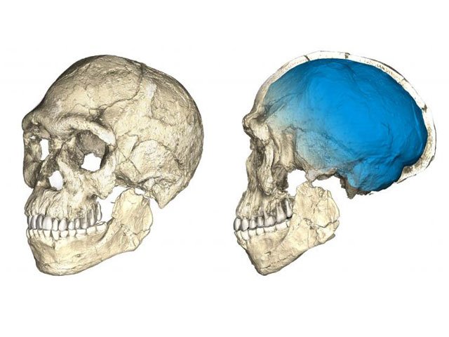 two views of a composite reconstruction of the earliest known homo sapiens fossils from jebel irhoud in morocco based on micro computed tomographic scans of multiple original fossils are shown in this undated handout photo obtained by reuters june 7 2017 photo reuters