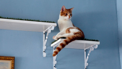 cats counter workplace stress at uae hotel cats counter workplace stress at uae hotel