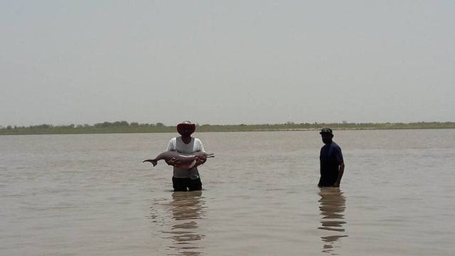 the dolphin being released into the indus river photo wwf pakistan the dolphin being released into the indus river photo wwf pakistan