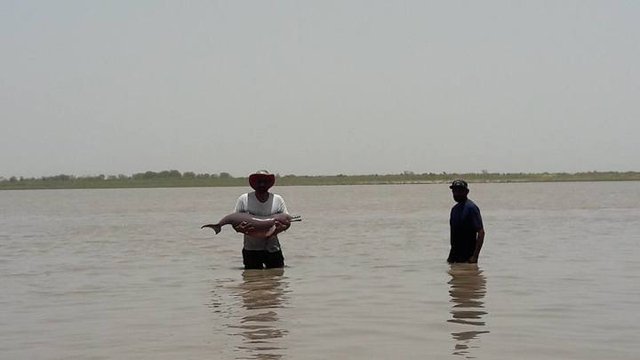 a file photo of the indus river dolphin being released in the indus river photo wwf pakistan