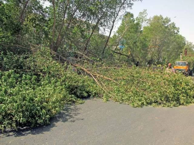 cda official says all such trees and branches would be removed by next week photo express cda official says all such trees and branches would be removed by next week photo express