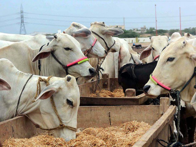 support for livestock breeders stressed