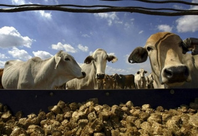 auction process for cattle market begins auction process for cattle market begins