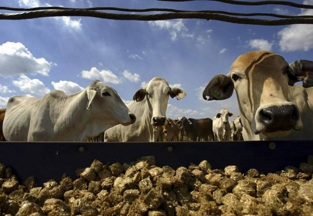auction process for cattle market begins