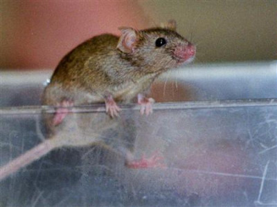 gasps screams in punjab assembly as mouse takes centre stage