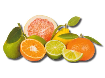 citrus fruits a great source of vitamins and forex citrus fruits a great source of vitamins and forex