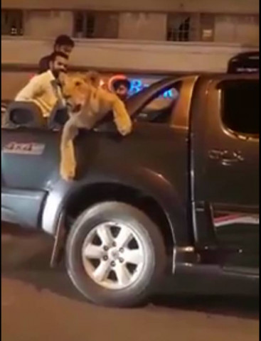 saqlain was seen driving the lion around the streets of karachi city in a toyota vigo video screengrab saqlain was seen driving the lion around the streets of karachi city in a toyota vigo video screengrab