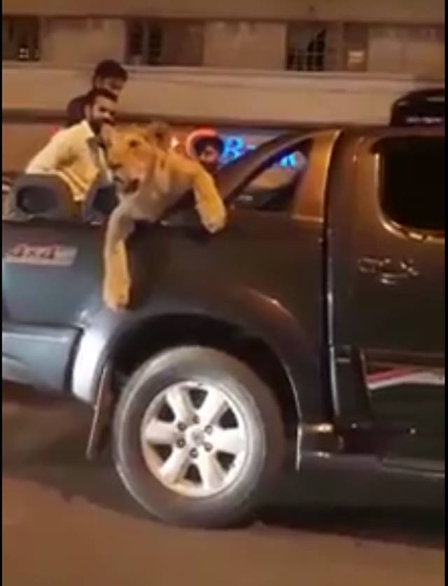 saqlain was seen driving the lion around the streets of karachi city in a toyota vigo video screengrab