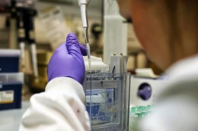 a scientist separates proteins by gel electrophoresis in a lab at the institute of cancer research in sutton photo reuters a scientist separates proteins by gel electrophoresis in a lab at the institute of cancer research in sutton photo reuters