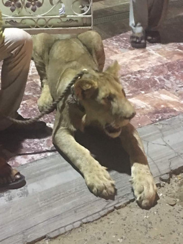 the lion was kept under police supervision in a cage at saqlain 039 s house photo social media the lion was kept under police supervision in a cage at saqlain 039 s house photo social media