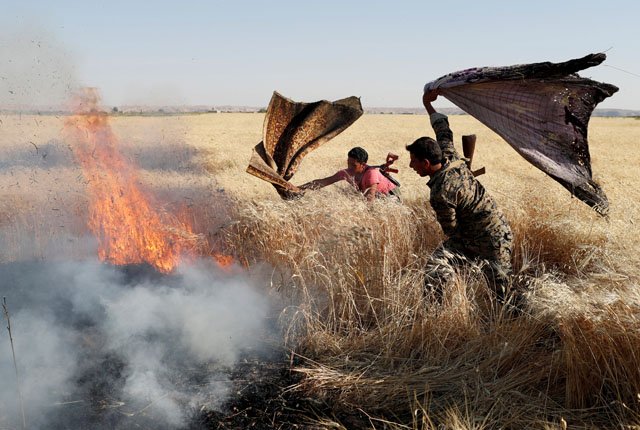 kurdish fighters from the people 039 s protection units ypg extinguish a fire in a wheat field burned during clashes with islamic state militants in raqqa syria june 15 2017 photo reuters