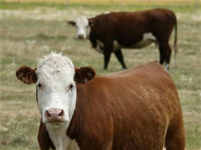 a survey carried out by the innovation centre of us dairy has discovered that around seven per cent americans don 039 t know where chocolate milk comes from photo reuters a survey carried out by the innovation centre of us dairy has discovered that around seven per cent americans don 039 t know where chocolate milk comes from photo reuters