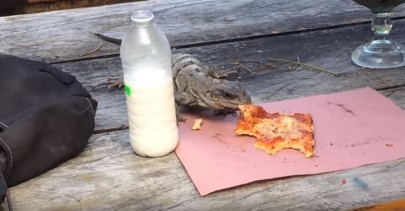 pizza iguana snatches a slice in mexico pizza iguana snatches a slice in mexico