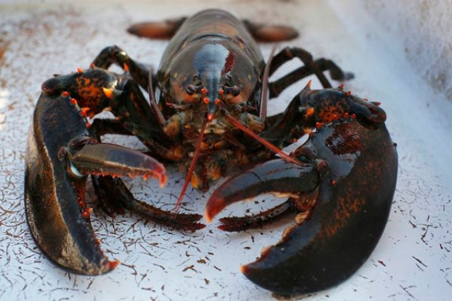 says lobsters must not be kept on ice in restaurant kitchens as it causes them unjustifiable suffering before death photo reuters says lobsters must not be kept on ice in restaurant kitchens as it causes them unjustifiable suffering before death photo reuters