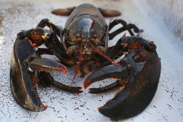 italian court says lobsters must not catch cold before cooking