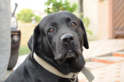 don t let the dogs out at the university of karachi