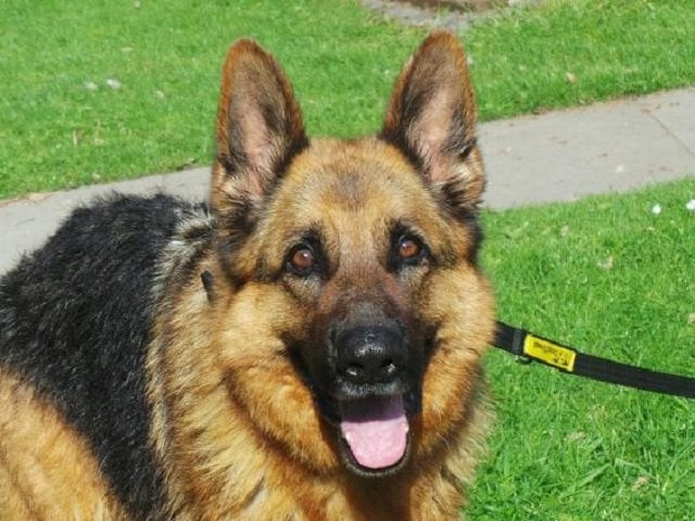 video footage shows him responding to polish words for sit stay and paw but completely ignoring the very same commands in english photo courtesy dogs trust video footage shows him responding to polish words for sit stay and paw but completely ignoring the very same commands in english photo courtesy dogs trust
