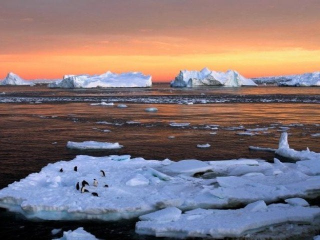 adelie penguins stand atop ice near the french station at dumont d urville in east antarctica photo reuters