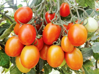 scientists engineer disease resistant tomato varieties scientists engineer disease resistant tomato varieties