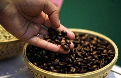 climate imperils ethiopia s coffee output study climate imperils ethiopia s coffee output study