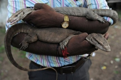 monitor lizards penises being used as talismans in india to boost sex drive monitor lizards penises being used as talismans in india to boost sex drive