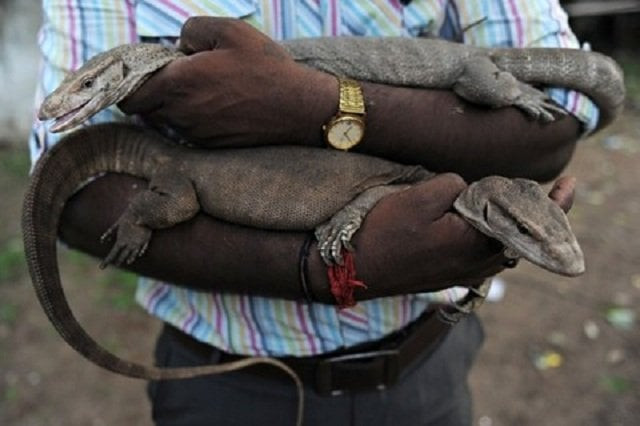 a task force in madhya pradesh recently seized 68 pieces of monitor lizard genitals from poachers while a priest of a famous temple in khargone was among those arrested photo courtesy india s endangered a task force in madhya pradesh recently seized 68 pieces of monitor lizard genitals from poachers while a priest of a famous temple in khargone was among those arrested photo courtesy india s endangered
