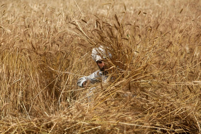 a farmer harvests wheat on farmland outside lahore pakistan photo reuters a farmer harvests wheat on farmland outside lahore pakistan photo reuters
