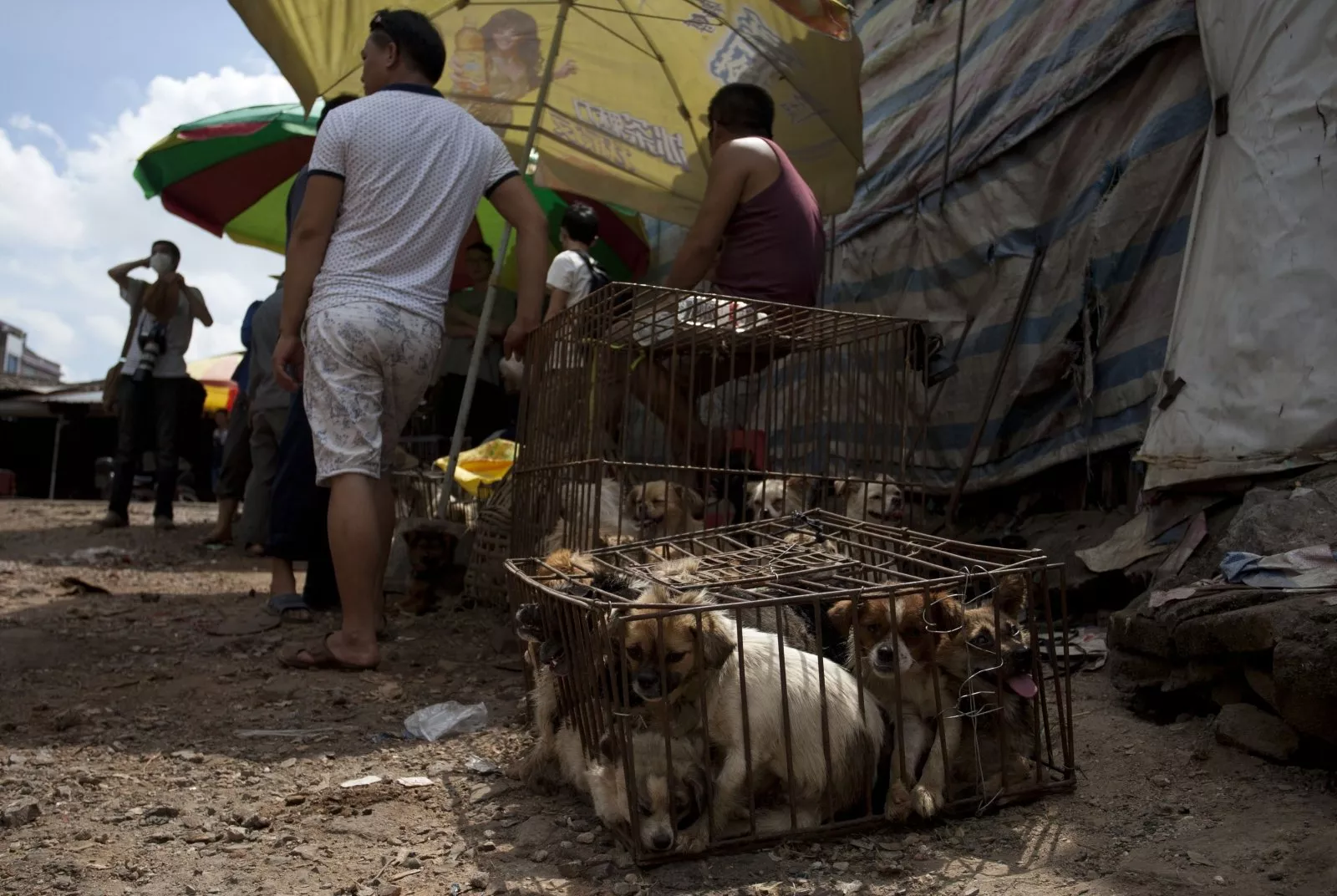 dogs caged a the yulin dog meat festival photo reuters dogs caged a the yulin dog meat festival photo reuters