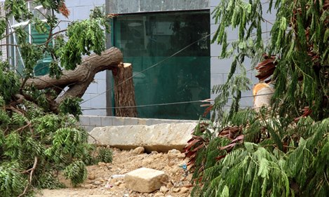 the trees were chopped by the billboard mafia to make way for new advertisements according to social media activists photo athar khan express