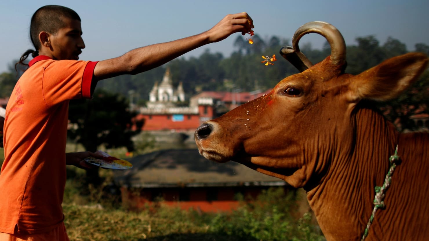 a young hindu priest offers prayers to a cow during a religious ceremony celebrating the tihar festival also called diwali in kathmandu nepal photo reuters