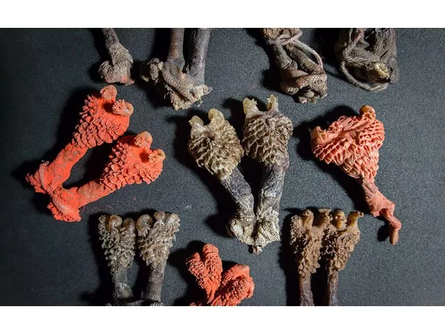 this handout photograph from world animal protection taken on december 8 2016 in new delhi and released on june 20 2017 shows dried monitor lizard penises allegedly being sold online while being claimed to be rare plant roots photo afp this handout photograph from world animal protection taken on december 8 2016 in new delhi and released on june 20 2017 shows dried monitor lizard penises allegedly being sold online while being claimed to be rare plant roots photo afp