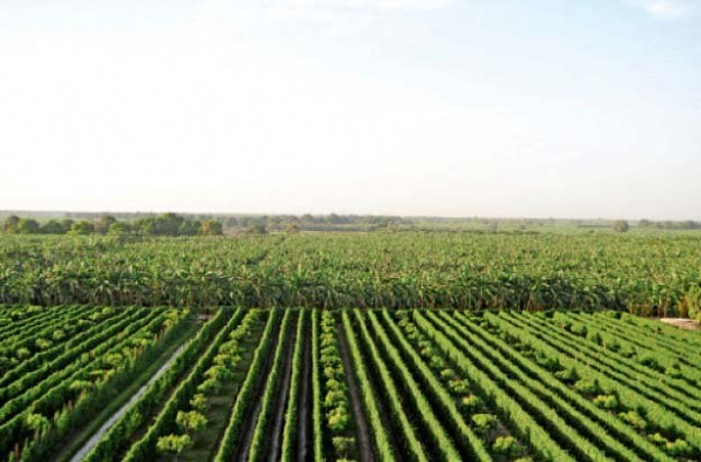 farmer says farms orchards have grown slowly photo express