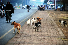 stray dogs overrun pindi streets stray dogs overrun pindi streets