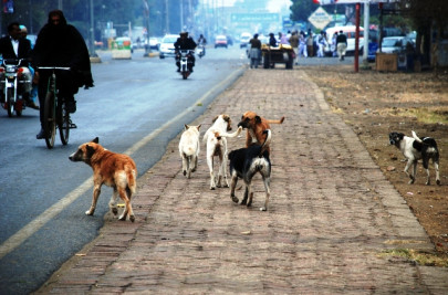 stray dogs overrun pindi streets stray dogs overrun pindi streets