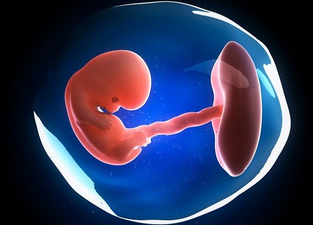 this computer reconstruction of an embryo developing in the womb shows the foetus at eight weeks photo file