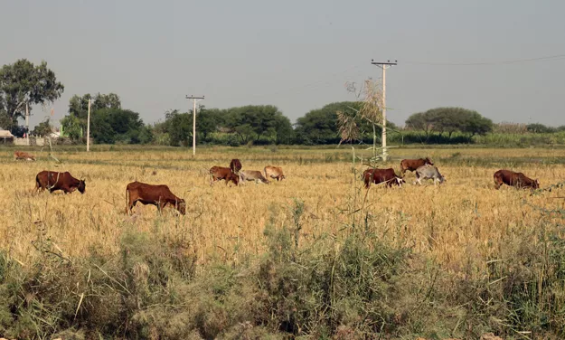 around three to four spells every 15 to 20 days are needed throughout august for agriculture in the district to thrive photo file around three to four spells every 15 to 20 days are needed throughout august for agriculture in the district to thrive photo file