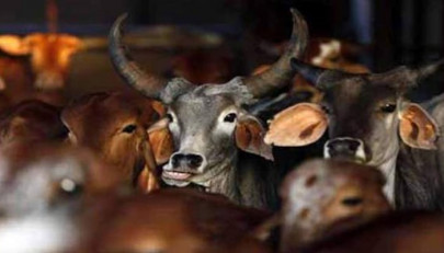 gau raksha and the lynch mobs gau raksha and the lynch mobs