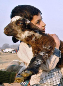 please don t kill my goat or camel ii please don t kill my goat or camel ii