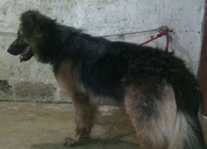 man arrested in karachi for selling stray dogs painted to look like expensive breeds man arrested in karachi for selling stray dogs painted to look like expensive breeds