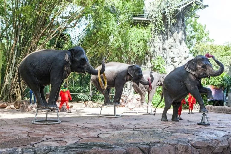 a multi million dollar tourist elephant industry has flourished across asia in recent decades where thousands of the giant beasts are kept in chains forced to give rides to tourists and perform in circus shows photo afp a multi million dollar tourist elephant industry has flourished across asia in recent decades where thousands of the giant beasts are kept in chains forced to give rides to tourists and perform in circus shows photo afp