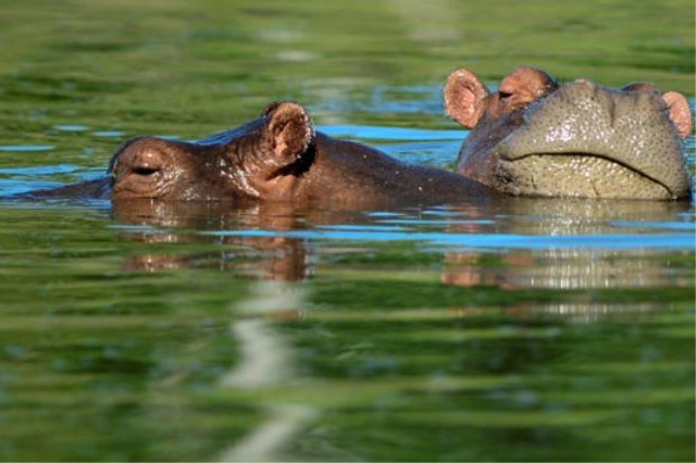 file photo of hippos photo afp file photo of hippos photo afp