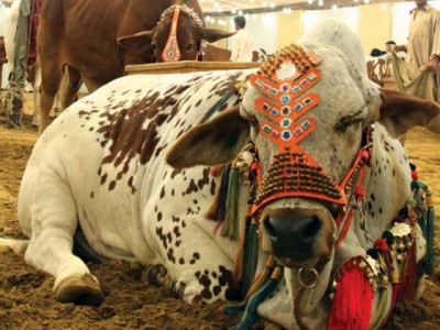 what a girl learned at the bakra mandi