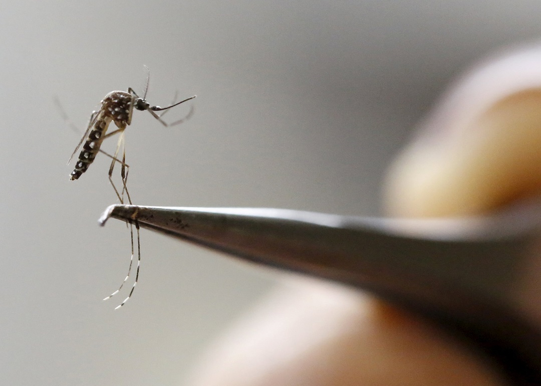 firms including microsoft are bringing automation and robotics to the age old task of battling mosquitoes photo reuters