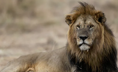 earth s sixth mass extinction advancing scientists warn earth s sixth mass extinction advancing scientists warn