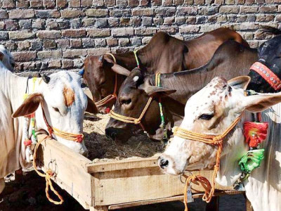 national strategy on congo virus developed