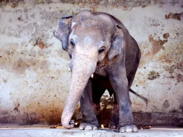 a senate committee to look into reports over the ill health of the elephant kaavan at the zoo photo express a senate committee to look into reports over the ill health of the elephant kaavan at the zoo photo express