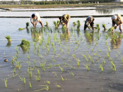 pakistan could eat india s share of basmati rice exports pakistan could eat india s share of basmati rice exports