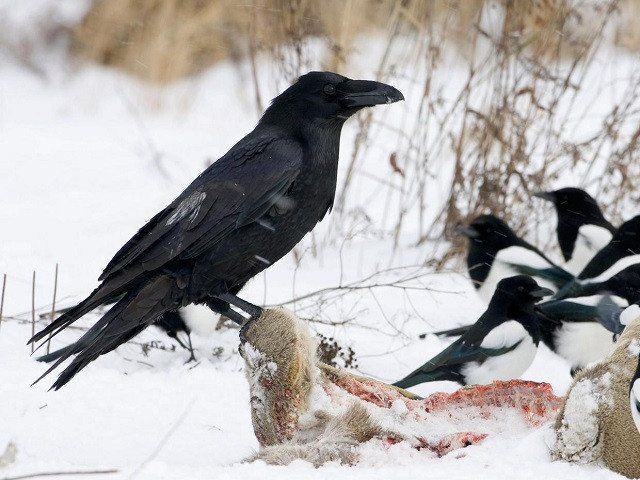 a raven sits on the carcass of a roe deer photo reuters a raven sits on the carcass of a roe deer photo reuters