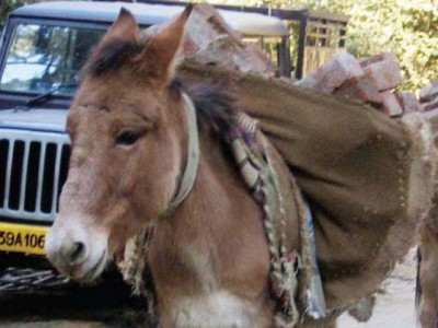nine year old tied to a donkey dragged to death nine year old tied to a donkey dragged to death
