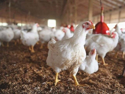 shift poultry markets to suburbs